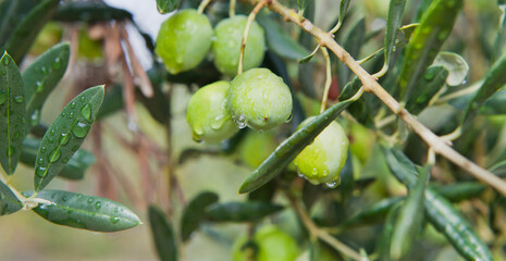Green oliv tree in an olive grove with ripe olives on the branch ready for harvest.