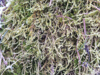 green moss