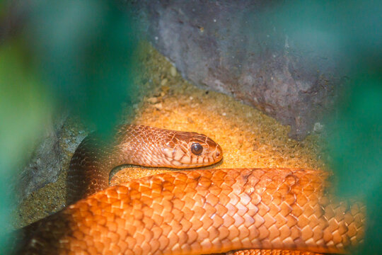 Corn Snake Is A Popular Snake. Raising A Pet Hunt For Small Prey By Shrinking