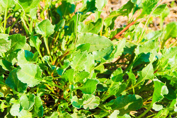 Cichorium Intybus plant in the garden