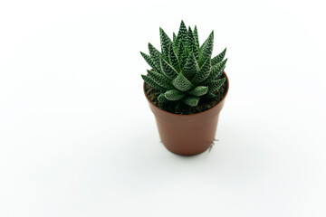 An isolated pot of Haworthia flower made of concrete stands on the table in a modern kitchen