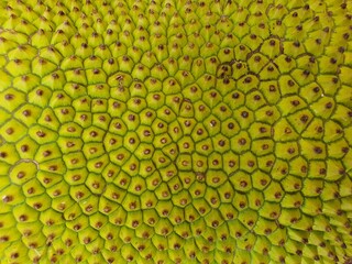 Wallpapers The skin of the jackfruit fruit is green, spiny, blunt.