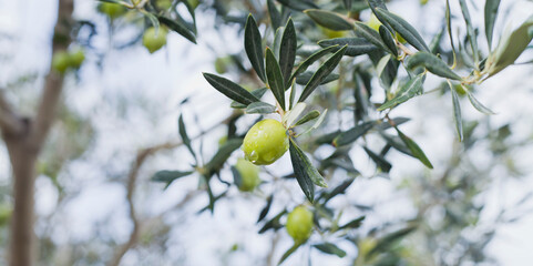 Green oliv tree in an olive grove with ripe olives on the branch ready for harvest.