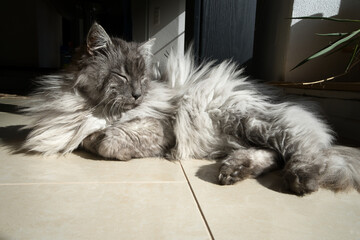 Graue Türkische Angora Katze liegt relaxed auf Fliesen und genießt die Sonne