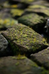 old brick covered with moss isolated
