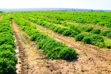 Fototapeta na wymiar Fields planted with curly parsley in Spain