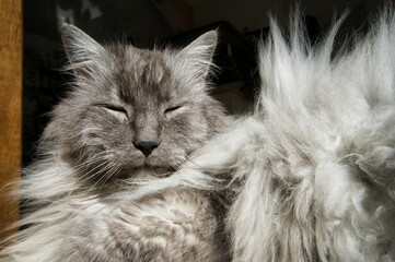 Graue Türkische Angora Katze liegt relaxed auf Fliesen und genießt die Sonne