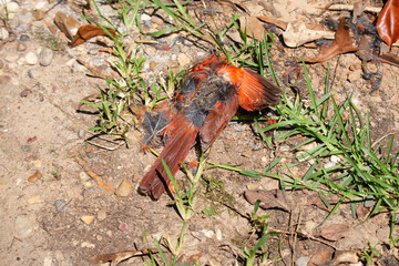 Decaying Male Cardinal