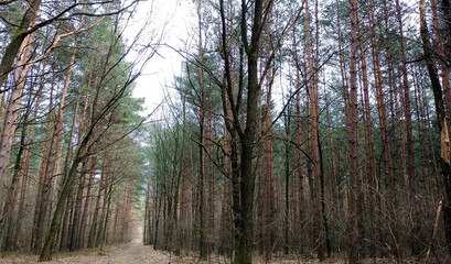 trees in the forest,the forest in early spring