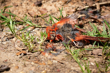 Decaying Male Cardinal