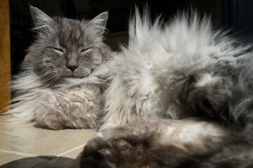Graue Türkische Angora Katze liegt relaxed auf Fliesen und genießt die Sonne