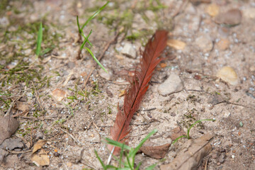 Male Cardinal Feather
