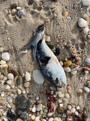 The dead fish 