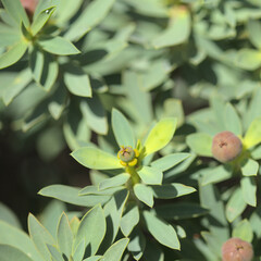 Flora of Gran Canaria -  balsam spurge, native to Canary Islands and floral symbol of Lanzarote