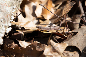 Brown-Phase Anole