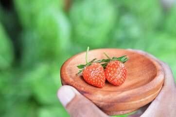 Asian man's hand gives strawberries in a wooden bowl. selective focus with blurred background