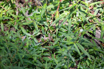 Ribbon Snake Snacking