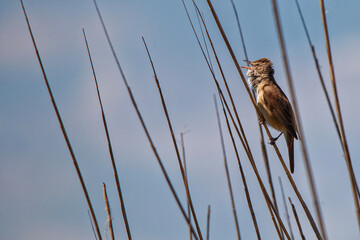 bird in the grass