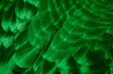 green feather pigeon macro photo. texture or background