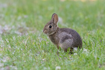 Naklejka na ściany i meble Eastern cottontail rabbit early morning on dewy grass in summer, Ottawa, Ontario, Canada