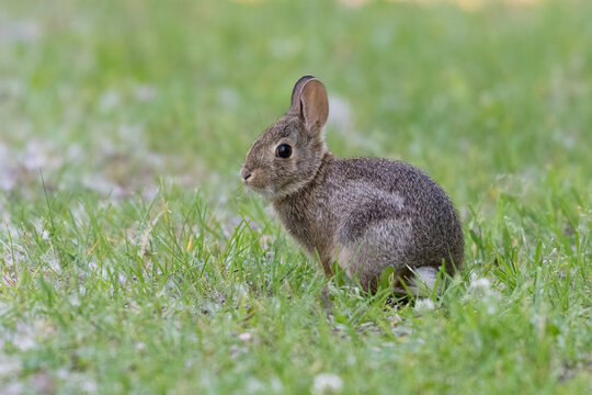Eastern cottontail rabbit early morning on dewy grass in summer, Ottawa, Ontario, Canada
