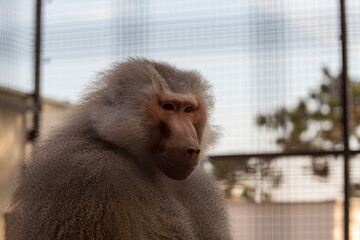 close up of a long macaque
