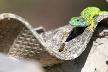 lizard on a branch