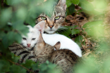 Naklejka na ściany i meble Stray cat with a litter of two kittens