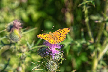 butterfly on flower