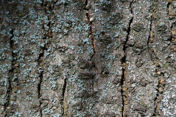 Tree bark close-up. Background image.