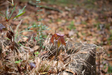 Leaf  in Grass