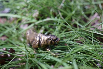 A metal tiger figurine in the green grass.