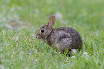 Closeup of an Eastern Cottontail Rabbit early morning on dewy grass in summer, Ottawa, Ontario, Canada