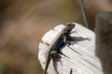Obraz premium Large Male Eastern Fence Lizard