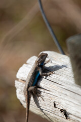 Large Male Eastern Fence Lizard