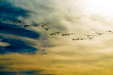 flock of birds