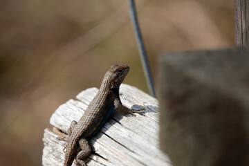 Large Male Eastern Fence Lizard