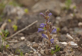 Flora of Gran Canaria - blue flowering Orobanche, possibly Orobanche purpurea, Purple Broomrape parasitic plant natural macro floral background 
