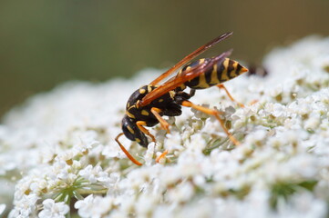 wasp on a flower