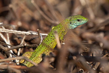 green lizard on a branch