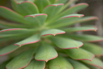Fototapeta premium Flora of Gran Canaria - Aeonium percarneum, succulent plant endemic to the island, natural macro floral background