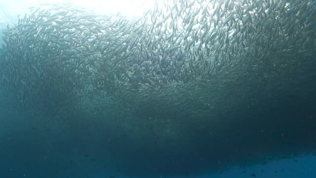 Large Uncoordinated School of Selar Boop Fish Swim Together in Shallow Bay