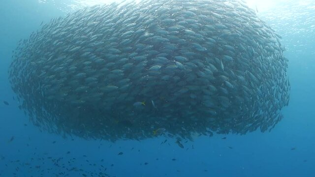 Huge Tight School of Selar Boop Fish Spiral Together in Shallow Water