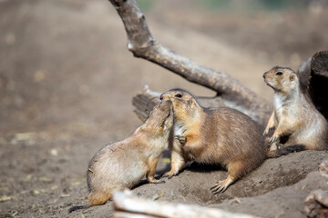 prairie dog eating