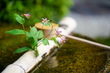 手水鉢に生けられたホトトギスの花