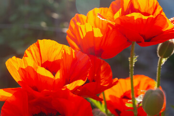 Scarlet poppy flowers on a bright sunny day in summer