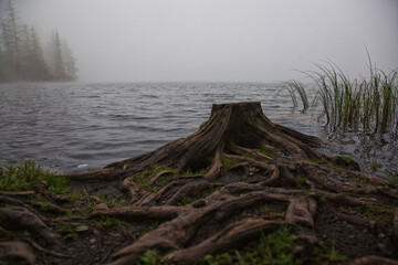 Fototapeta na wymiar misty morning on the river