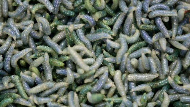 maggot worms of green color crawl and move
