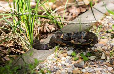 Broad-Banded Water Snakes Mating