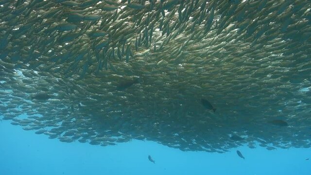 Thick Cloud of Selar Boops Oxeye Scad Fish Swim Together for Protection
